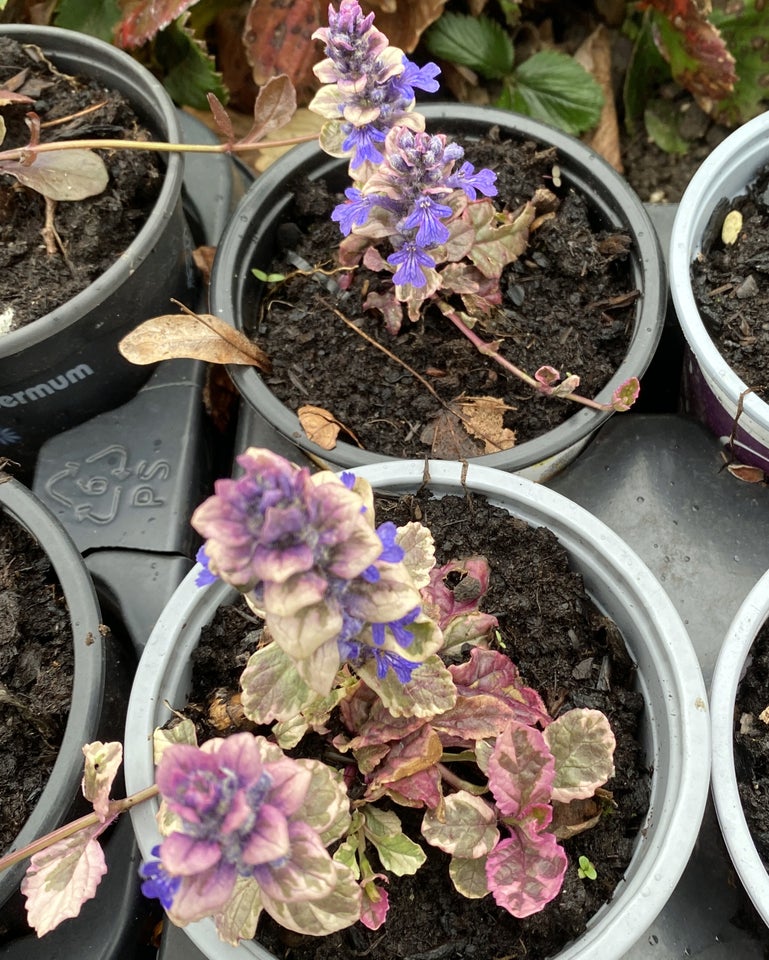 Stauder A, Ajuga reptans ‘Burgundy