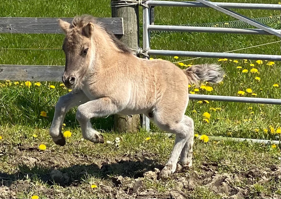 Shetlandspony hingst 0 år