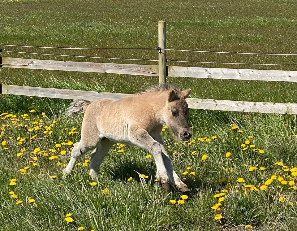 Shetlandspony hingst 0 år