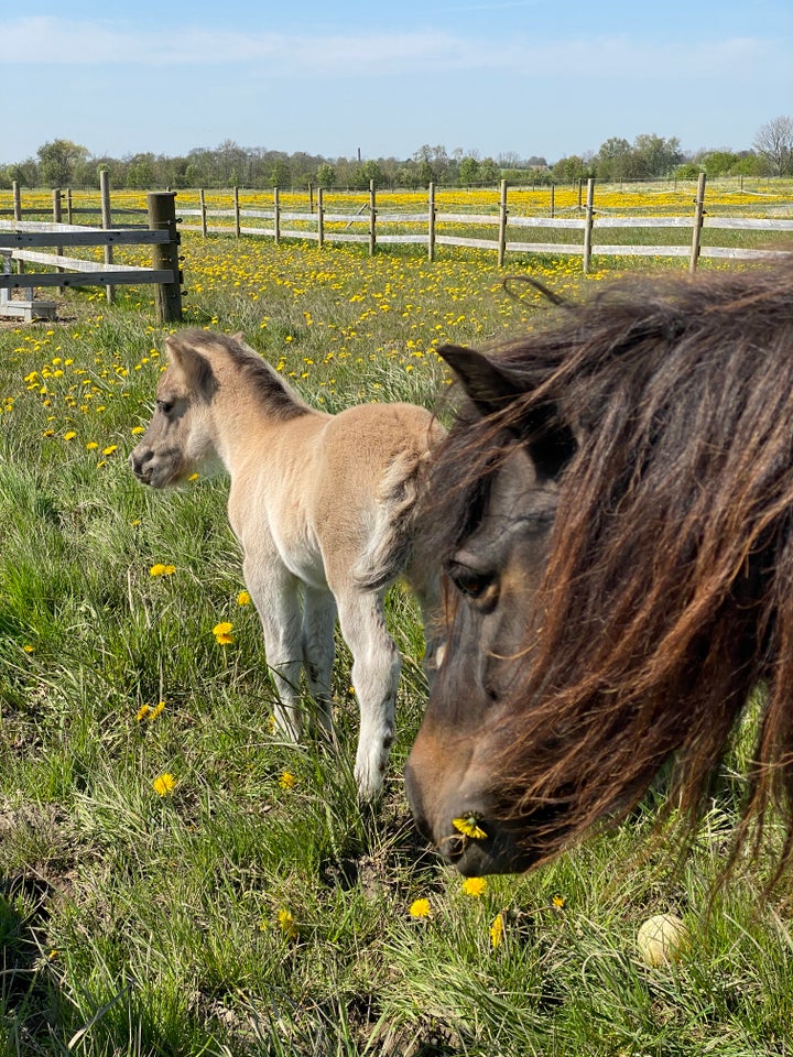 Shetlandspony hingst 0 år