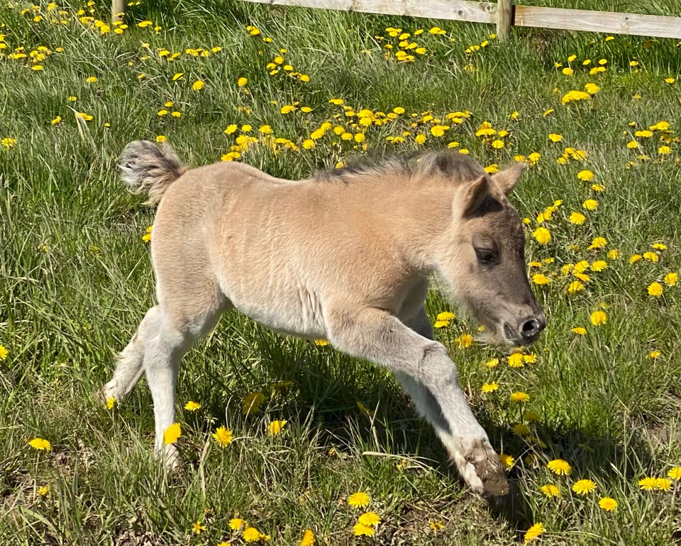 Shetlandspony hingst 0 år