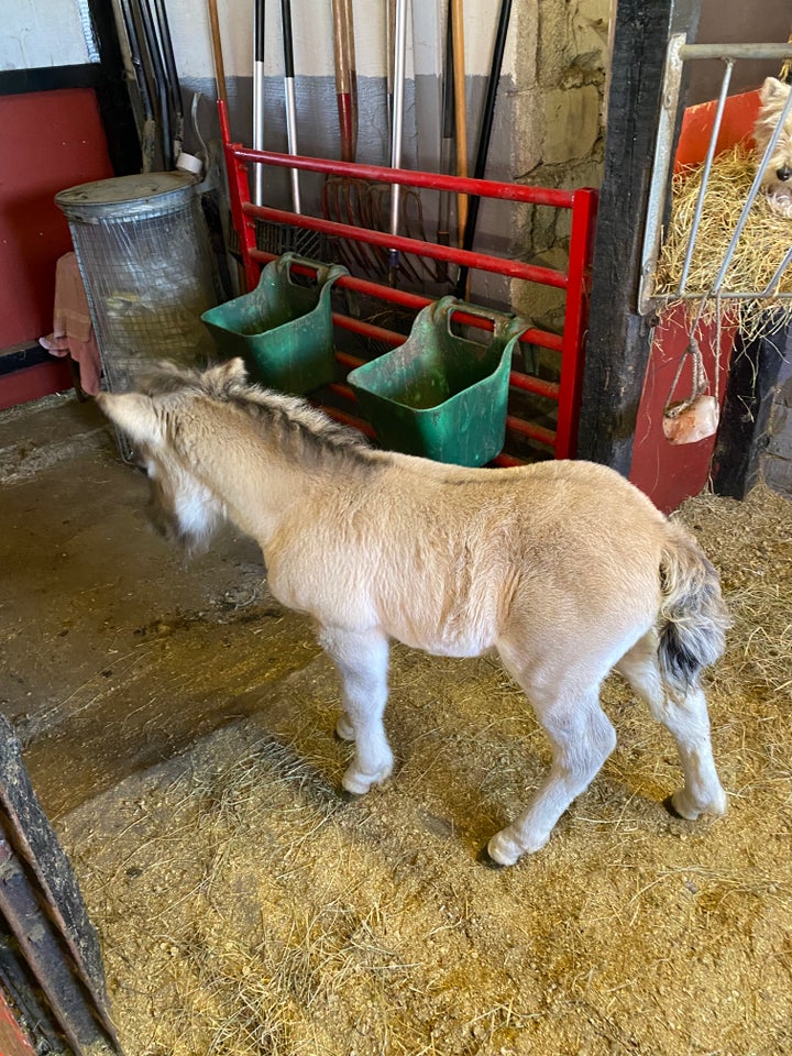 Shetlandspony hingst 0 år