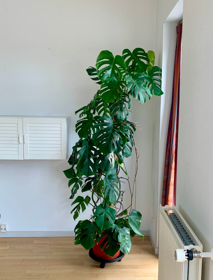 Monstera 2.5m med Albo Variation,