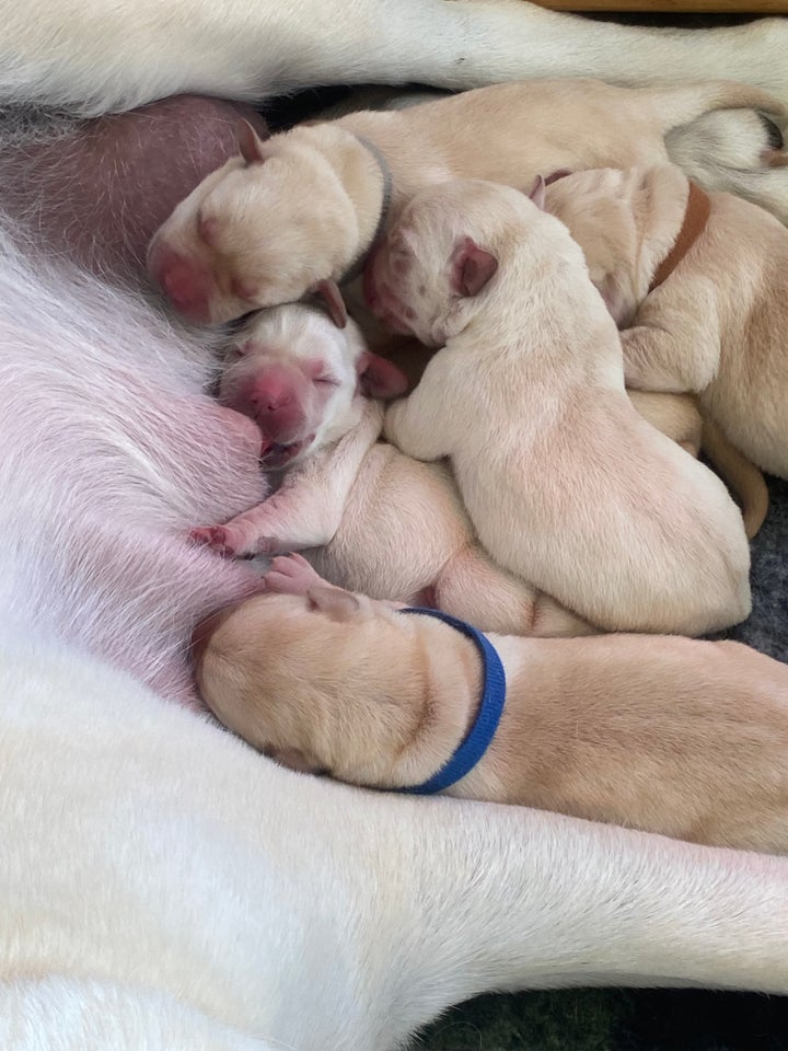 Labrador retriever hvalpe