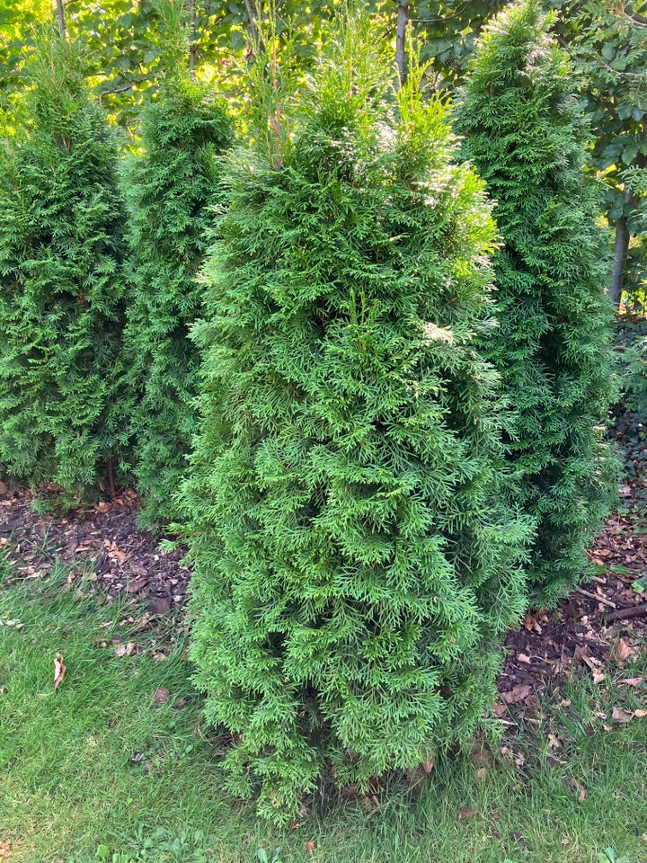 Stedsegrøn plante Thuja Smarad