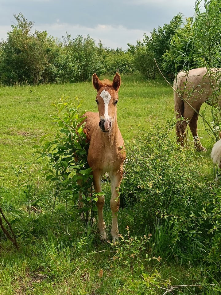 Welsh og Cob hoppe 0 år