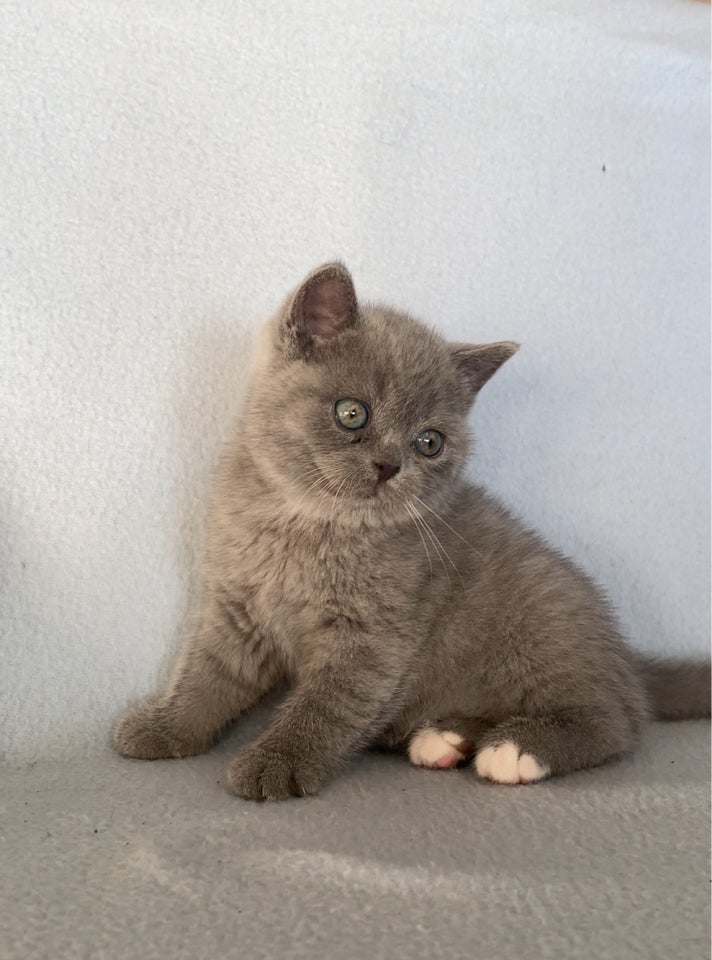 British Shorthair, hunkilling, 8