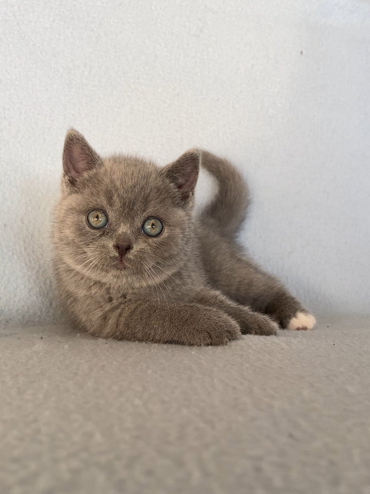 British Shorthair, hunkilling, 8