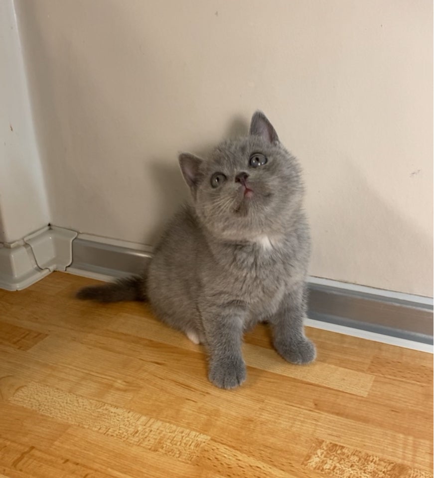 British Shorthair, hunkilling, 8