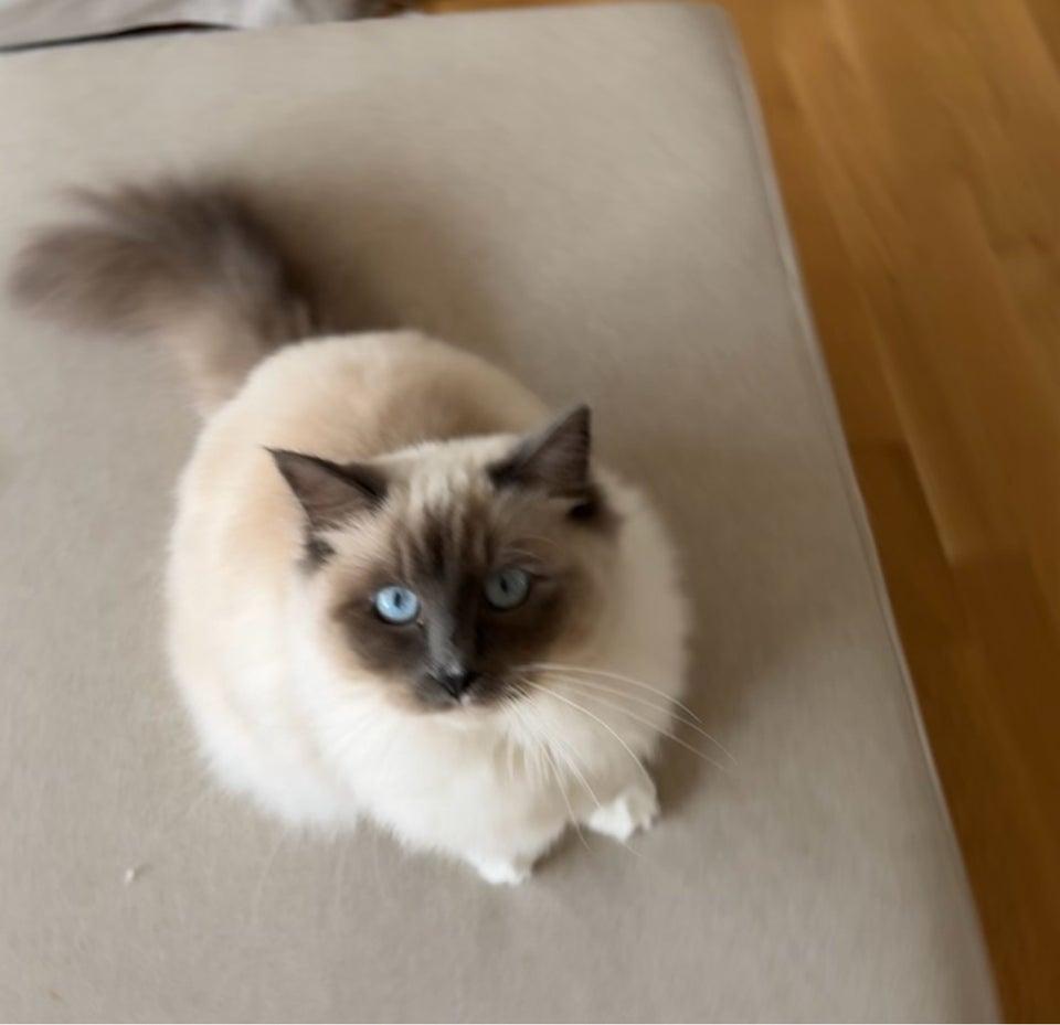 Hunkat Ragdoll  12 mdr