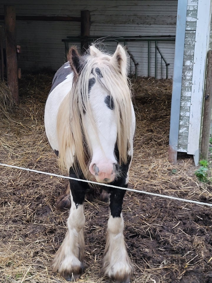 Blanding, vallak, 3 år