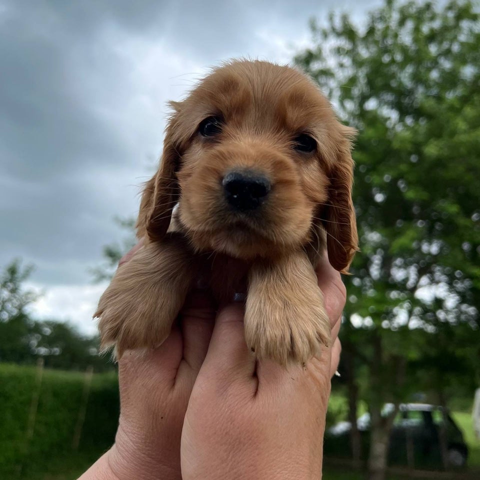 Cocker Spaniel  hvalpe 10 uger