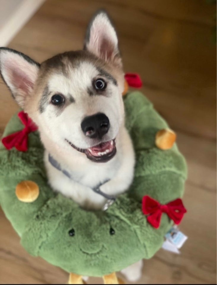 Husky/malamut hund 12 mdr