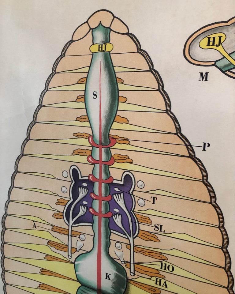 Anatomiske plancher