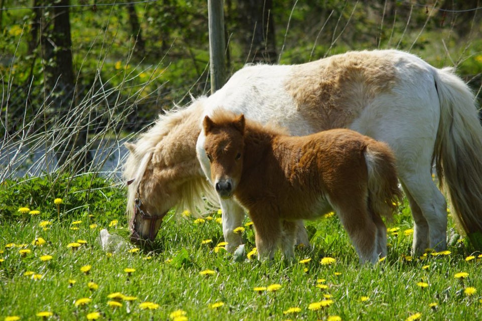 Shetlandspony hoppe 0 år