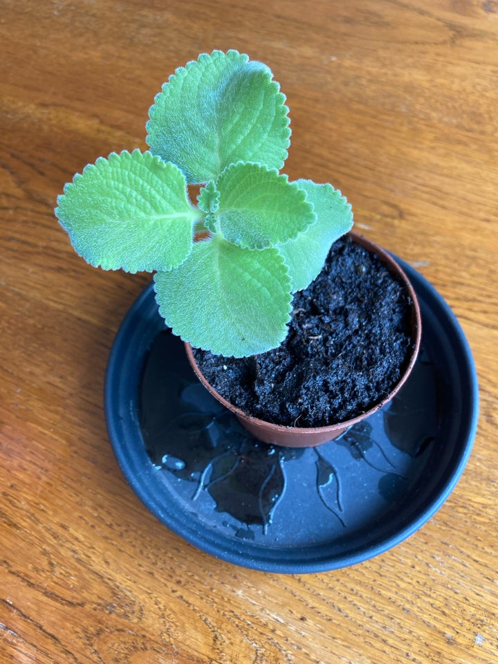 Cubansk oregano, Plectranthus