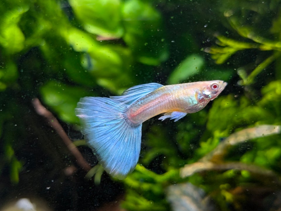 Albino Sky Blue Guppy