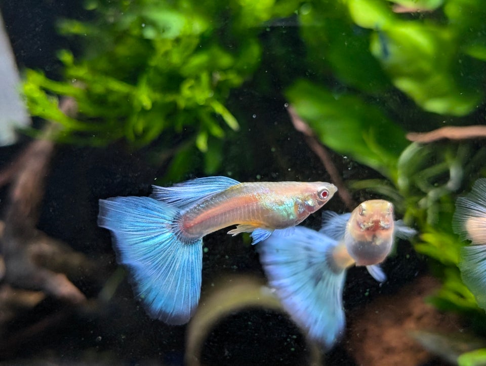 Albino Sky Blue Guppy