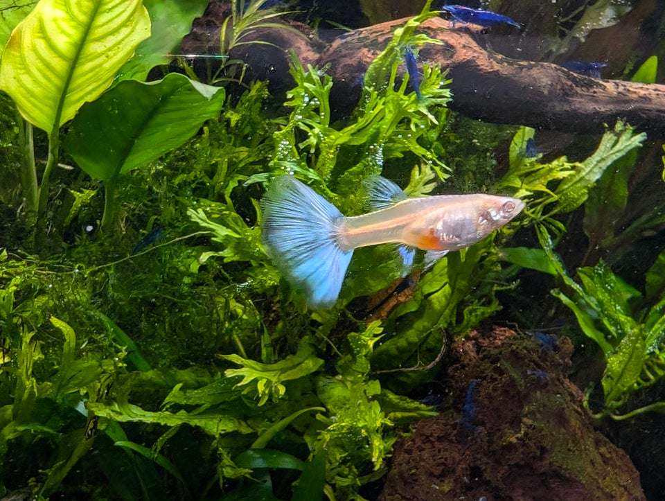 Albino Sky Blue Guppy