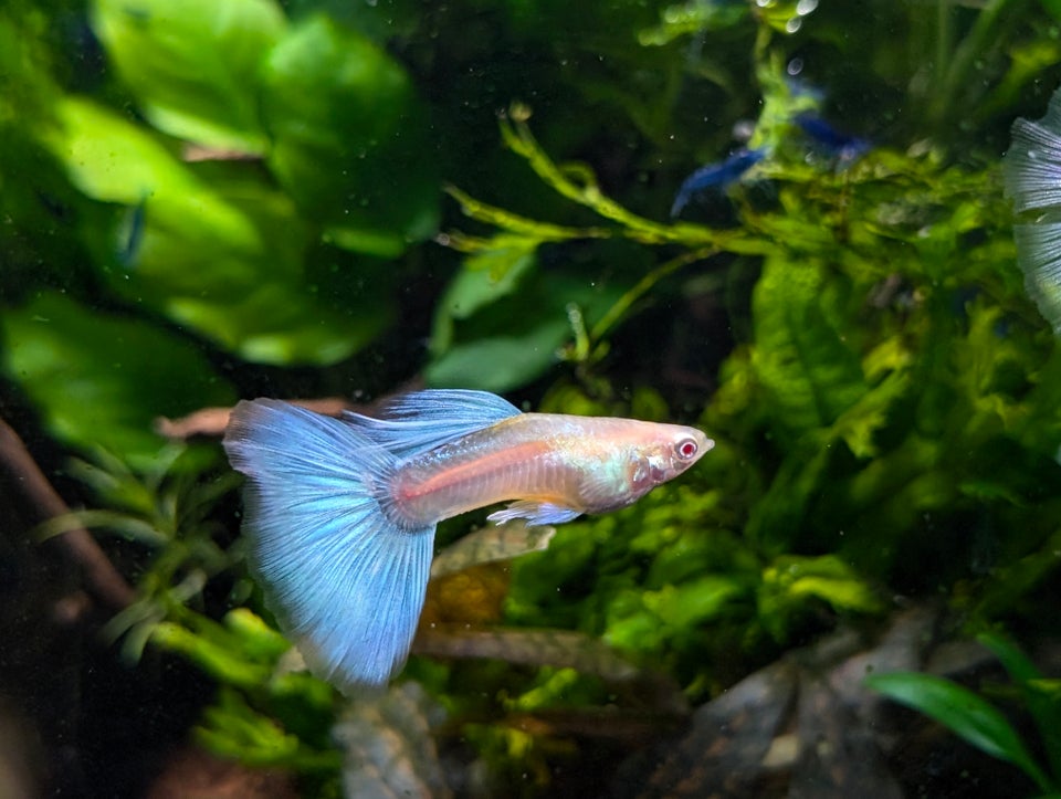 Albino Sky Blue Guppy