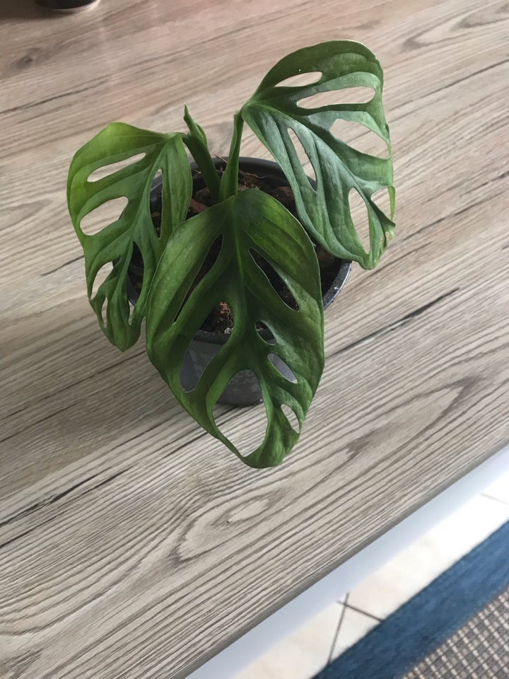 Monstera adassoni EU/ mint