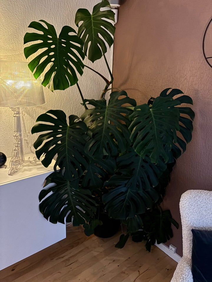 Monstera, Fingerphilodendron