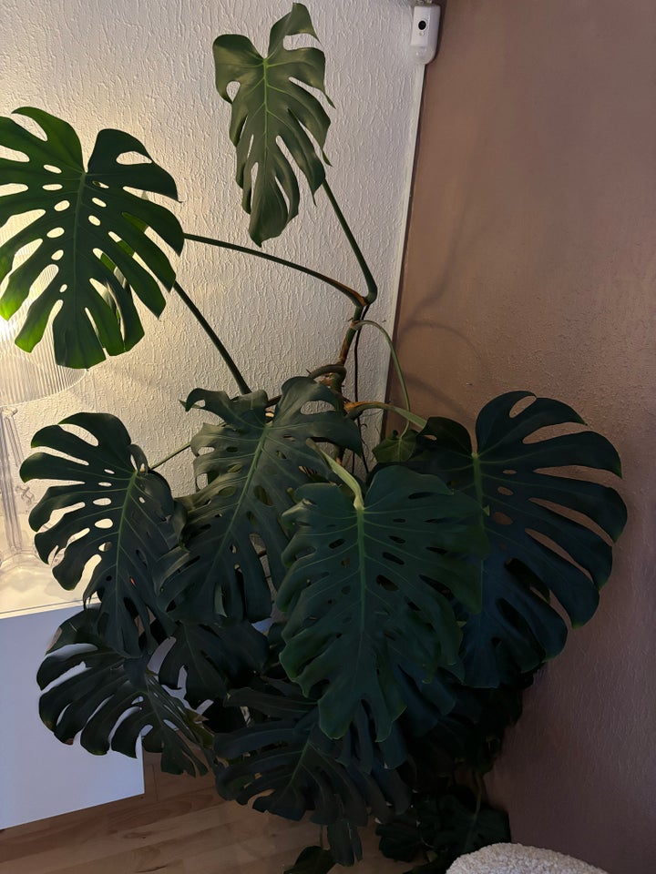 Monstera, Fingerphilodendron