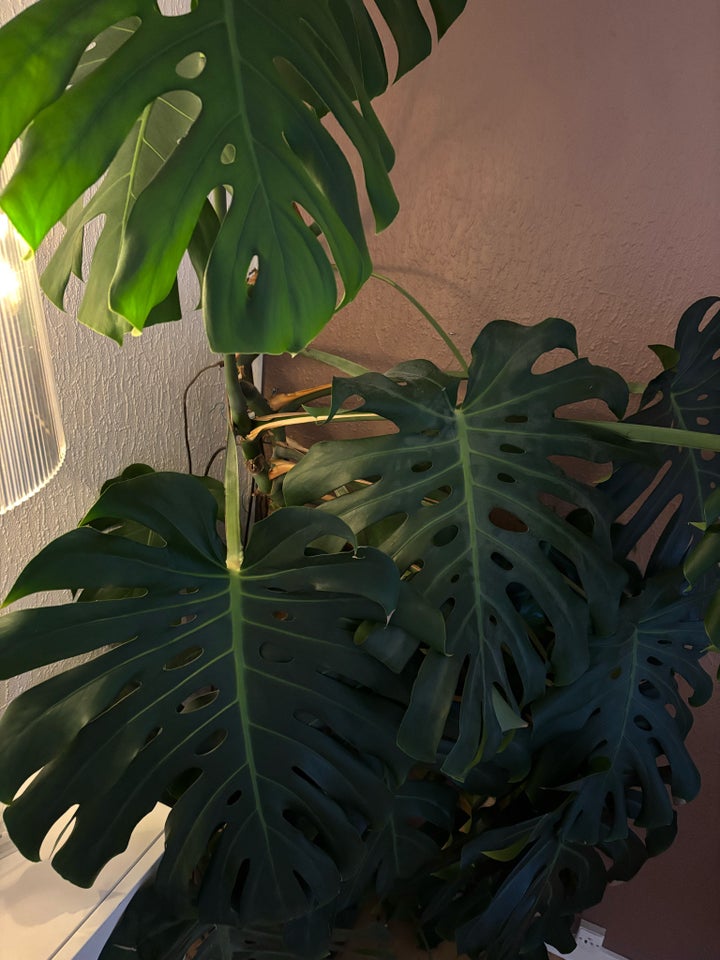 Monstera, Fingerphilodendron