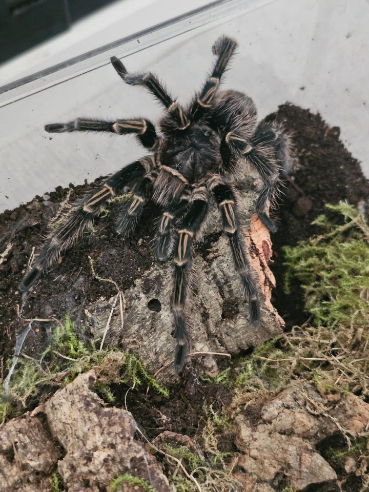 Edderkop Grammostola pulchripes