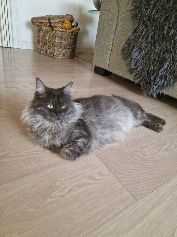 Hunkat Maine coon  10 uger