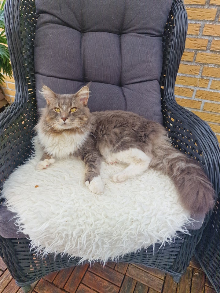 Hunkat Maine coon  10 uger