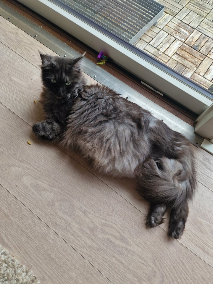 Hunkat Maine coon  10 uger