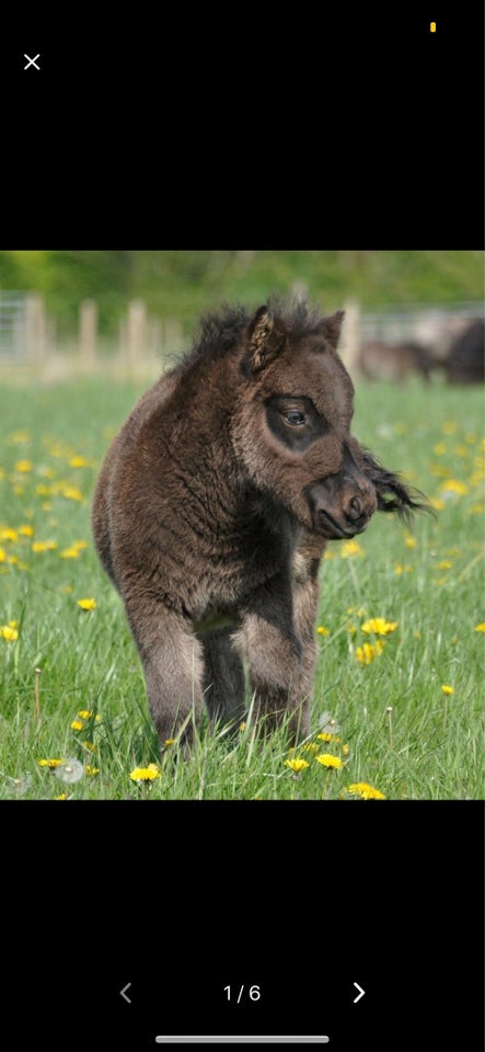 Shetlandspony hoppe 4 år