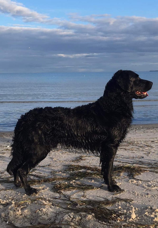 Chesapea Bay Retriver/Golden