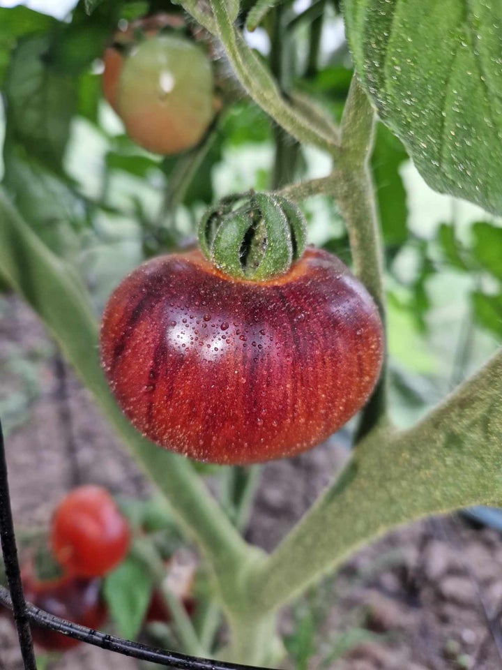 Spændende tomatsorter FRØ -