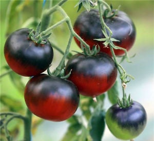 Spændende tomatsorter FRØ -