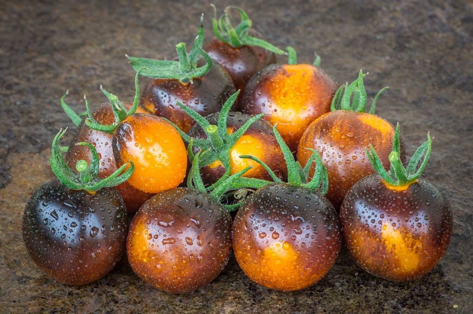 Spændende tomatsorter FRØ -