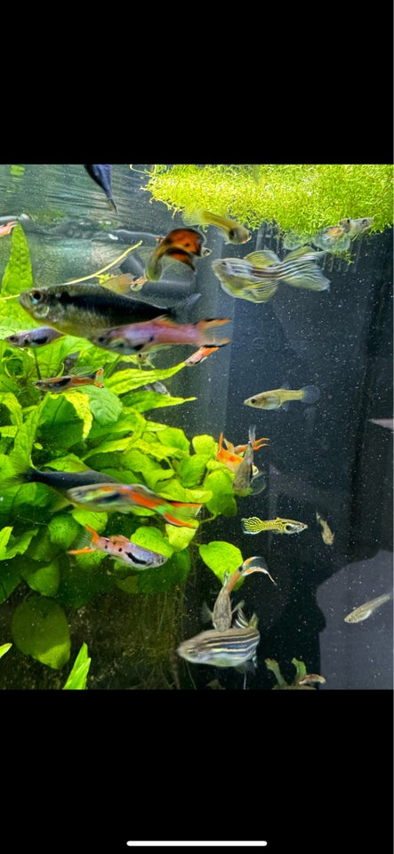 Guppy endlers og blue moscow, Flere