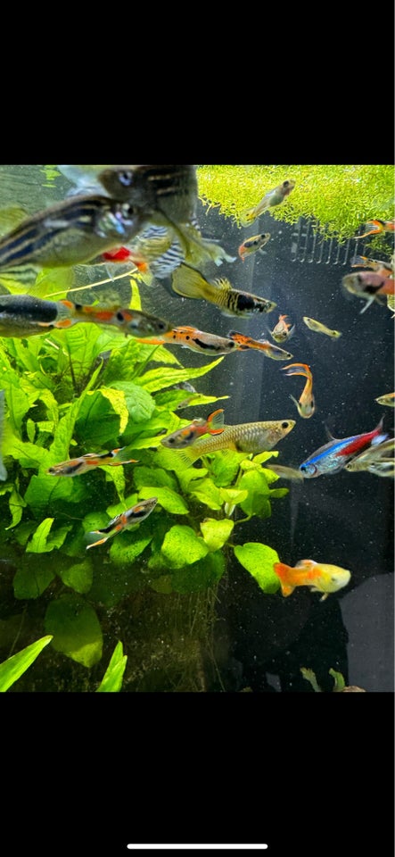 Guppy endlers og blue moscow, Flere