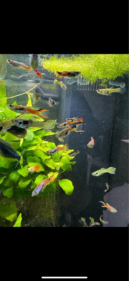 Guppy endlers og blue moscow, Flere