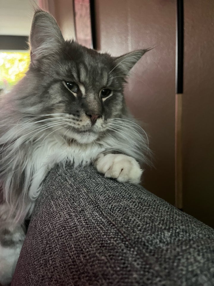 Hankat Mainecoon 2 år