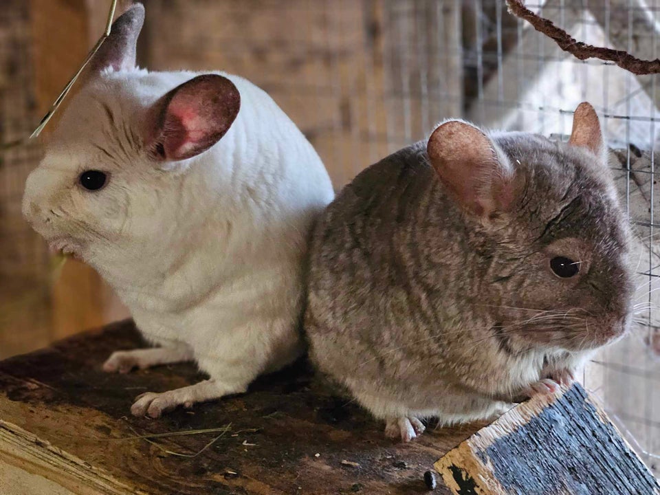 Chinchilla langhalet 0 år