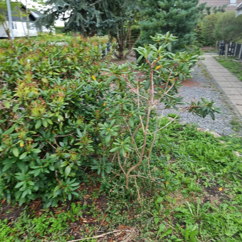 Rhododendron, Rhododendron