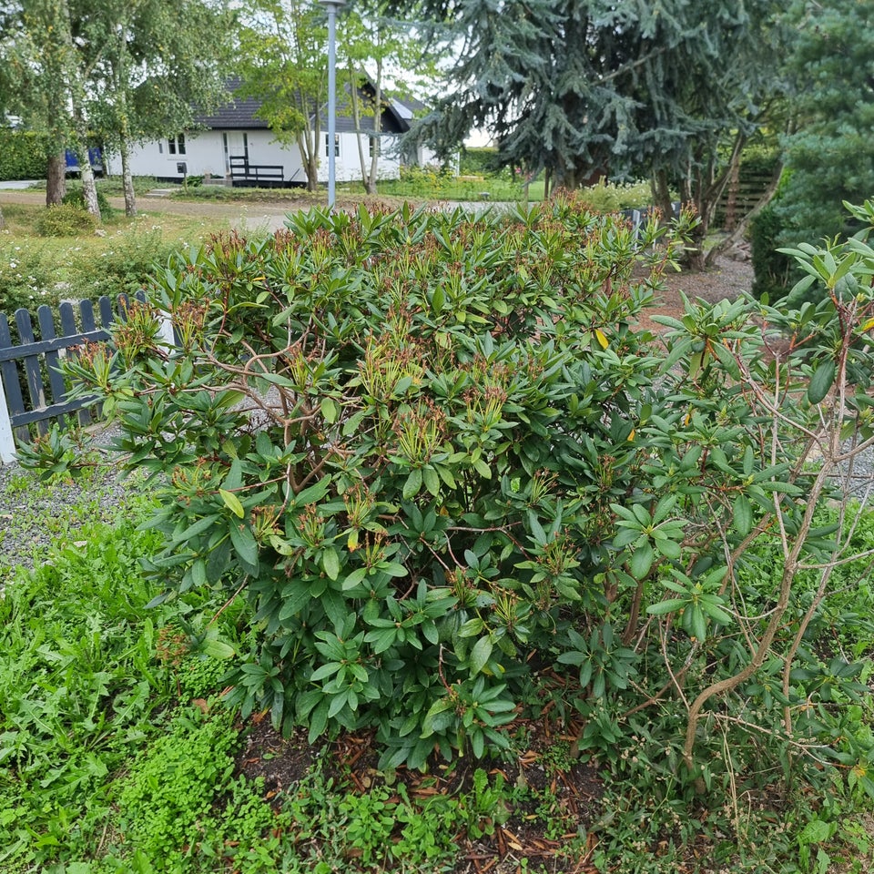 Rhododendron, Rhododendron