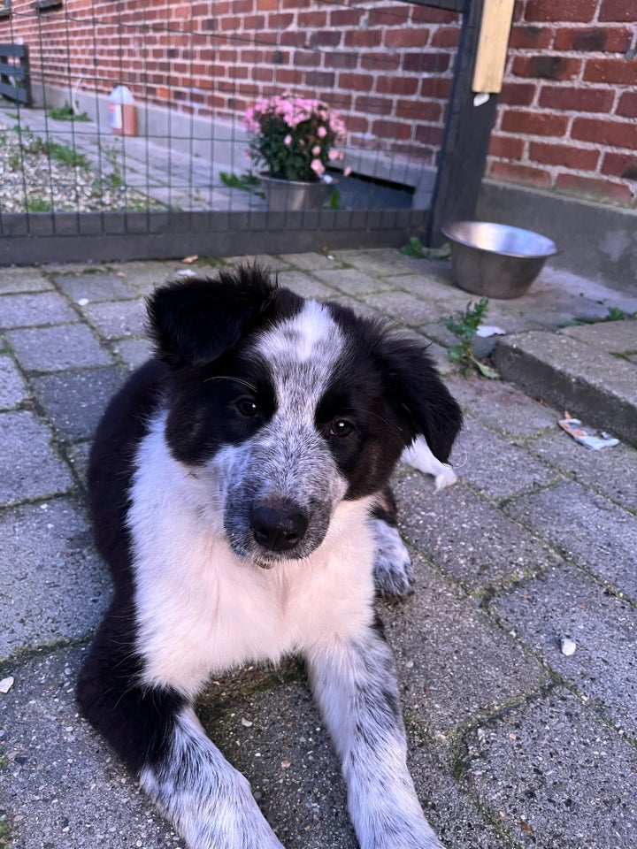 Border Collie, hvalpe, 4 mdr.