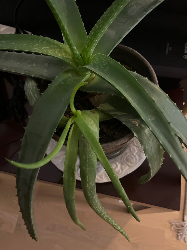 Aloe Vera