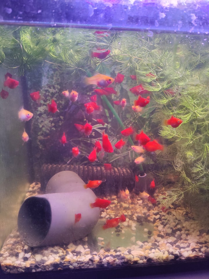 Platy orange, 20 ish stk.