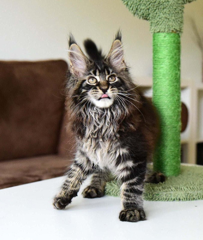 Maine Coon hankat 11 uger