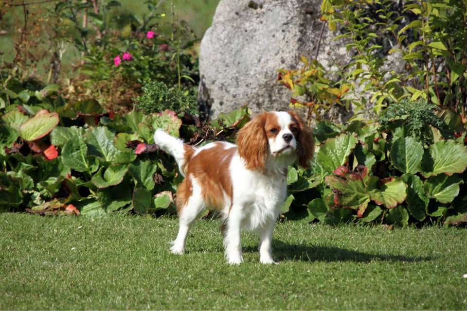 Cavalier King Charles , hund, 11