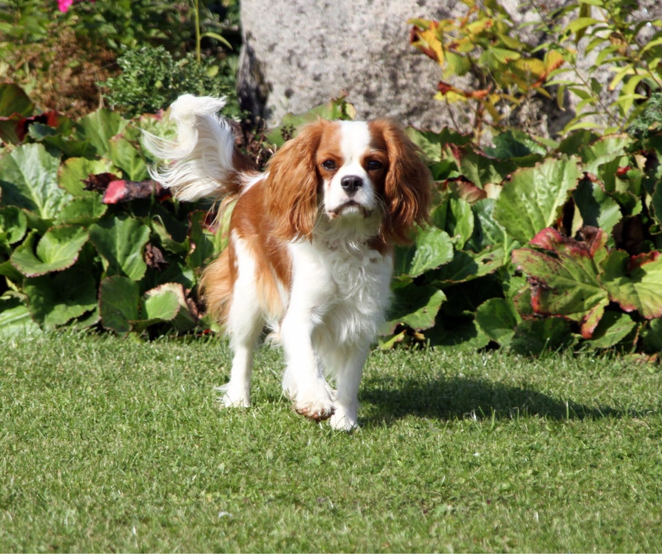 Cavalier King Charles , hund, 11